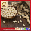 Hot Sale Blanched Peanut Kernel New Crop